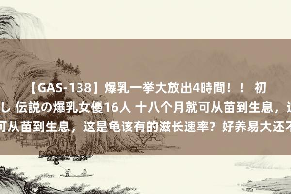 【GAS-138】爆乳一挙大放出4時間！！ 初出し！すべて撮り下ろし 伝説の爆乳女優16人 十八个月就可从苗到生息，这是龟该有的滋长速率？好养易大还不错练肌肉头